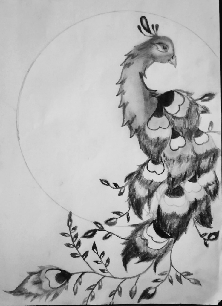 Peacock Drawing - Traditional Art