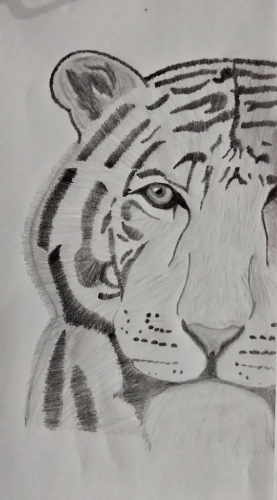 Tiger Portrait - Wildlife Art